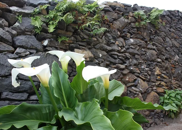 Quinta Sao Lourenco בית חווה *